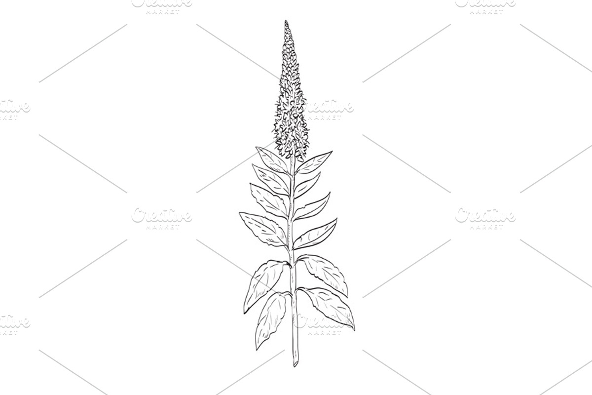 Spiked Speedwell Wild Plant Drawing, an Object Illustration by patrimonio (Photo 1 of 3)