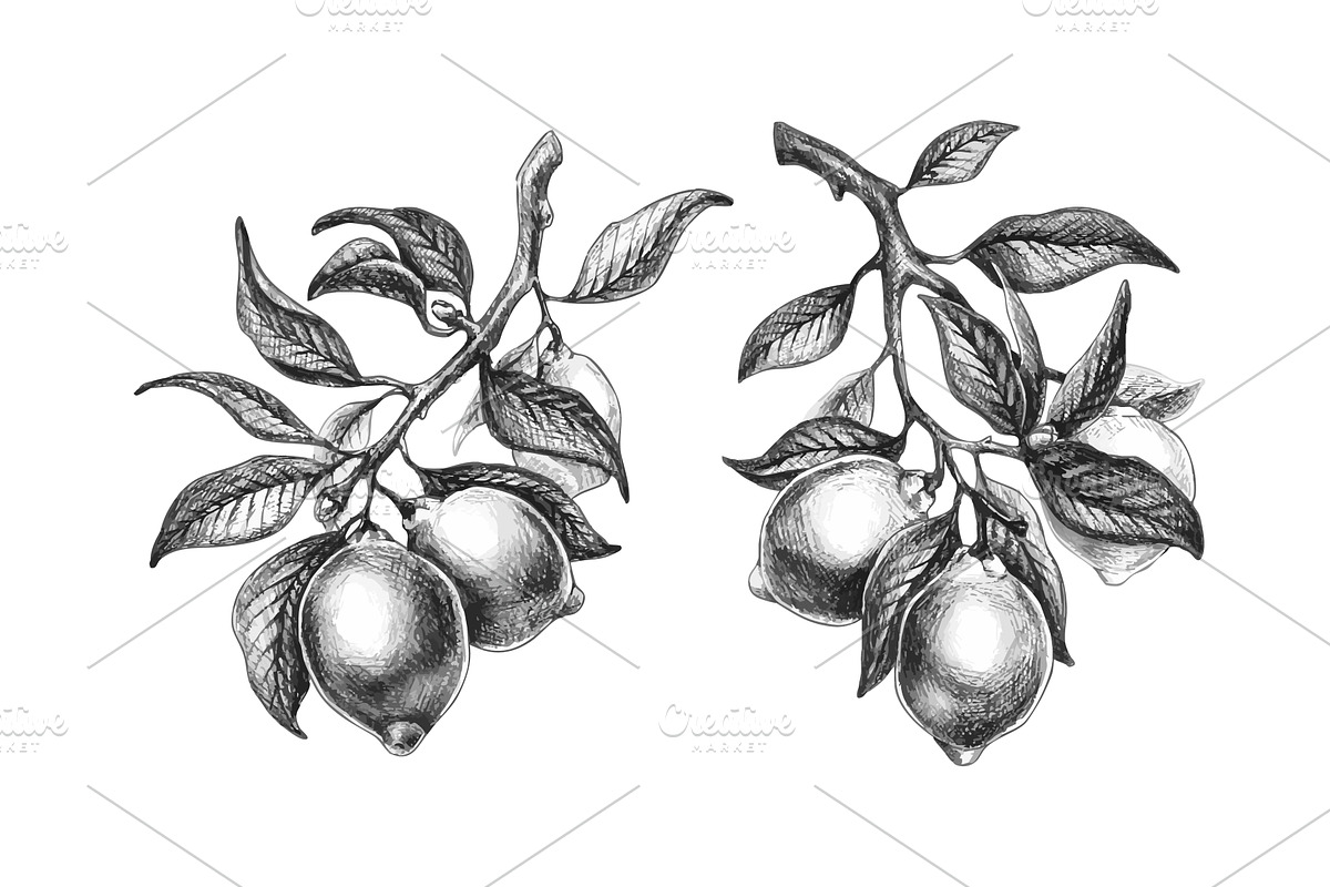 Lemon branch sketch set isolated on, a Food Illustration by art PVP - market