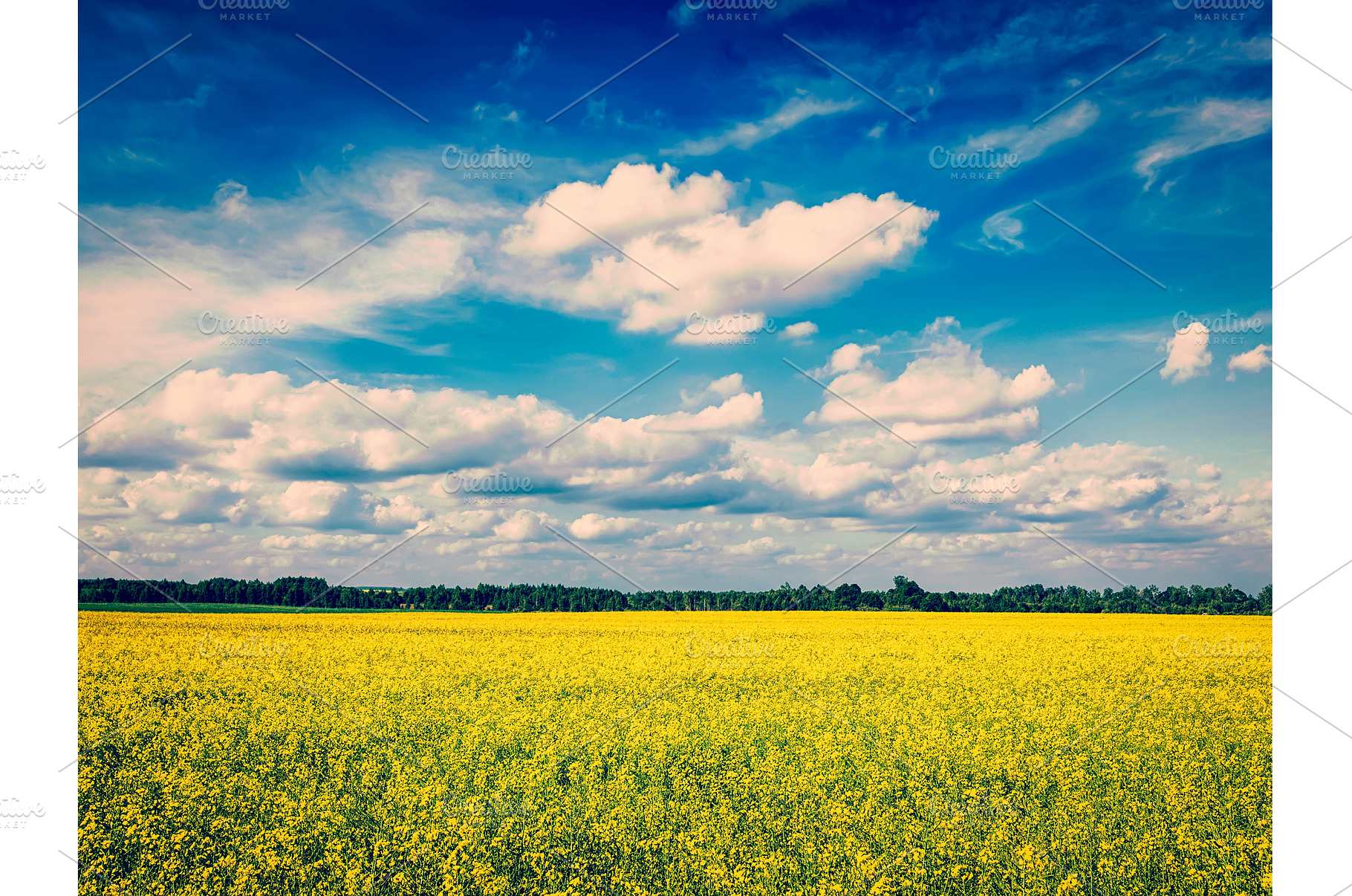 Spring summer background - canola, a Nature Photo by f9photos