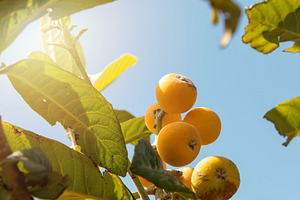 Ripe loquats hanging from branch against blue sky with sun shining through leav, a Nature Photo by Antonio Gravante Market