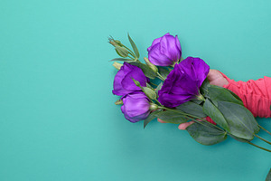 Hand holding a branch of a flower Eustoma Lisianthus on a blue b, a Person Photo by ndanko