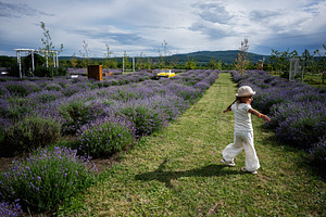 Young girl enjoying a lush lavender field on a bright sunny day, a Photo by AS photostudio
