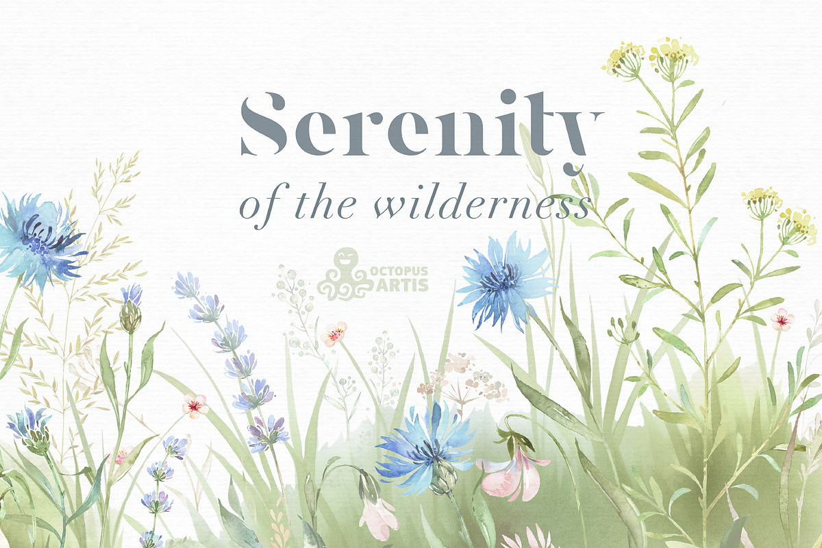 Meadow. Floral Borders & Elements, a Decorative Illustration by OctopusArtis (Photo 8 of 8)