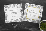 Spice Plants Collection, an Illustration by Evgeniia Lanskikh (Thumbnail 7 of 11)