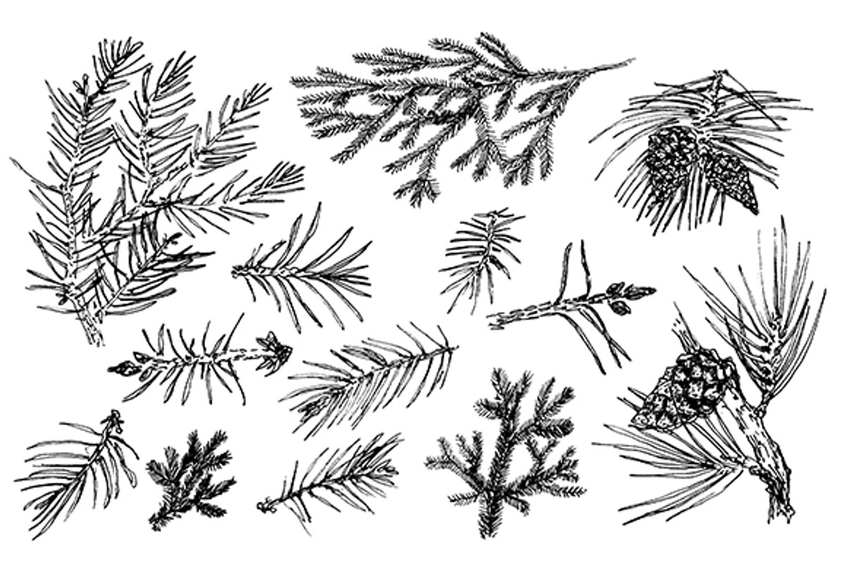 Hand drawn christmas needles., a Seasonal Illustration by Alena Kaz (Photo 2 of 3)