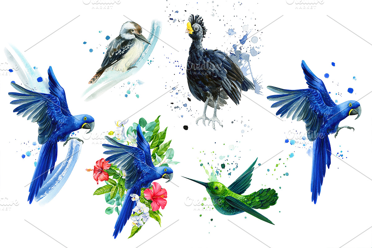 Tropical Birds, Watercolor painting, an Animal Illustration by Hanna Hryharenka (Photo 8 of 13)