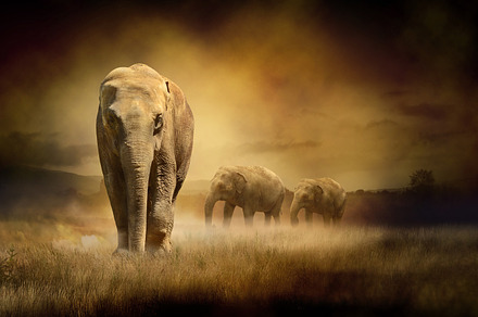 Elephants at sunset stock photo containing abstract and africa, an Animal Photo by PureSolution