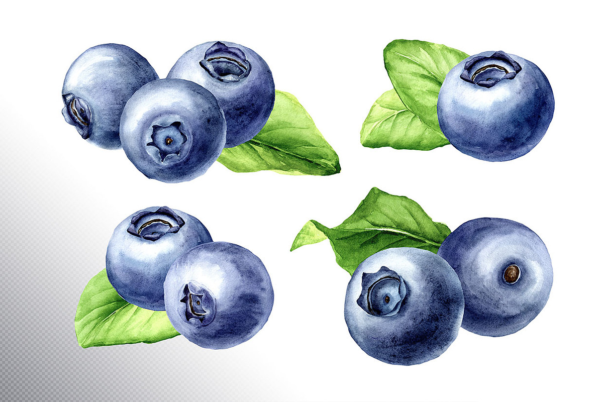 Blueberry. Watercolor collection, a Food Illustration by Daria Ustiugova (Photo 5 of 25)