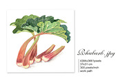 Set of 4 watercolor Fruits, an Illustration by Marina.Markizova (Thumbnail 4 of 6)