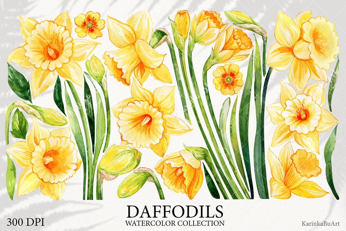Watercolor daffodils clipart set, an Object Graphic by KarinkaBU (Photo 2 of 6)