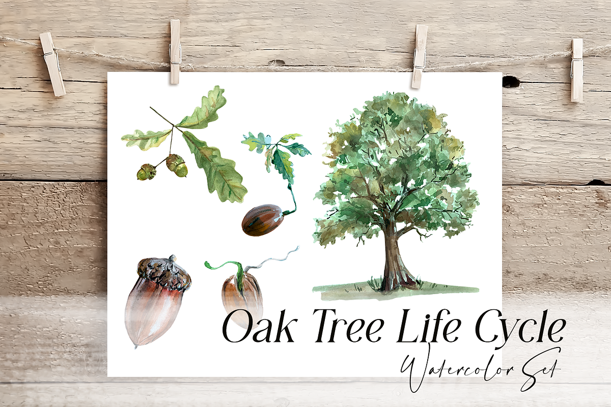 Oak Life Cycle Clip Arts and Print, an Education Illustration by Tati Bordiu (Photo 2 of 4)