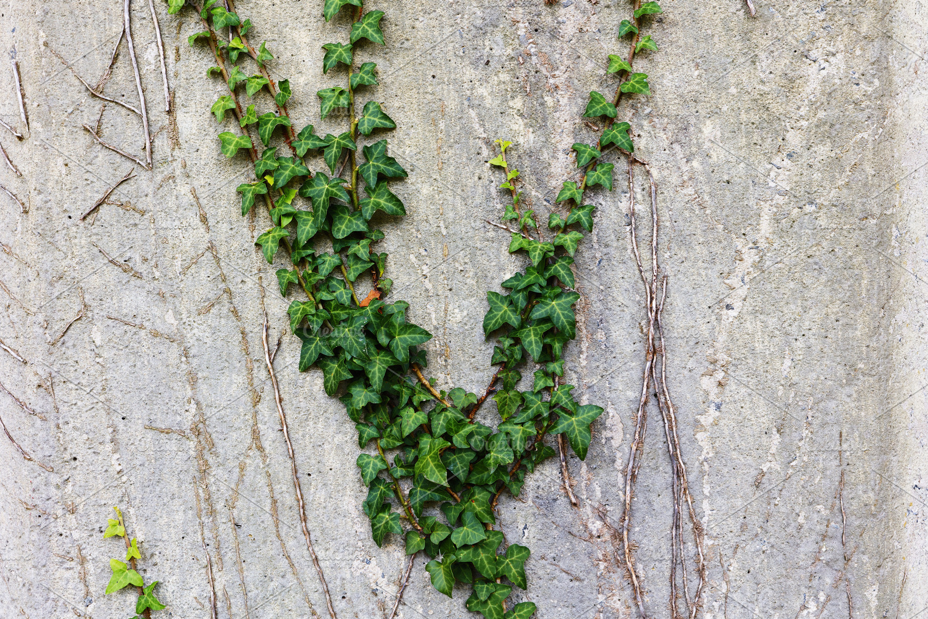 Green ivy climbing a gray cement wal, a Nature Photo by Perpis