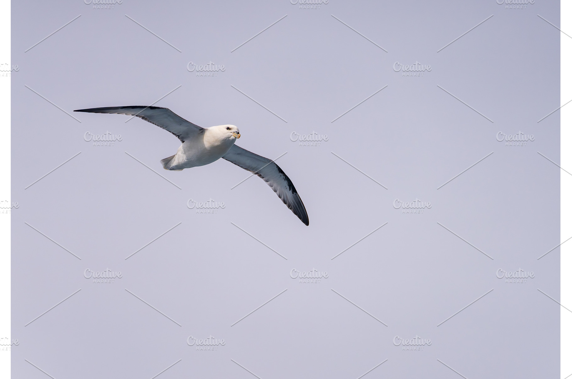 Northern Petrel swoops over the, an Animal Photo by Backyard Stock
