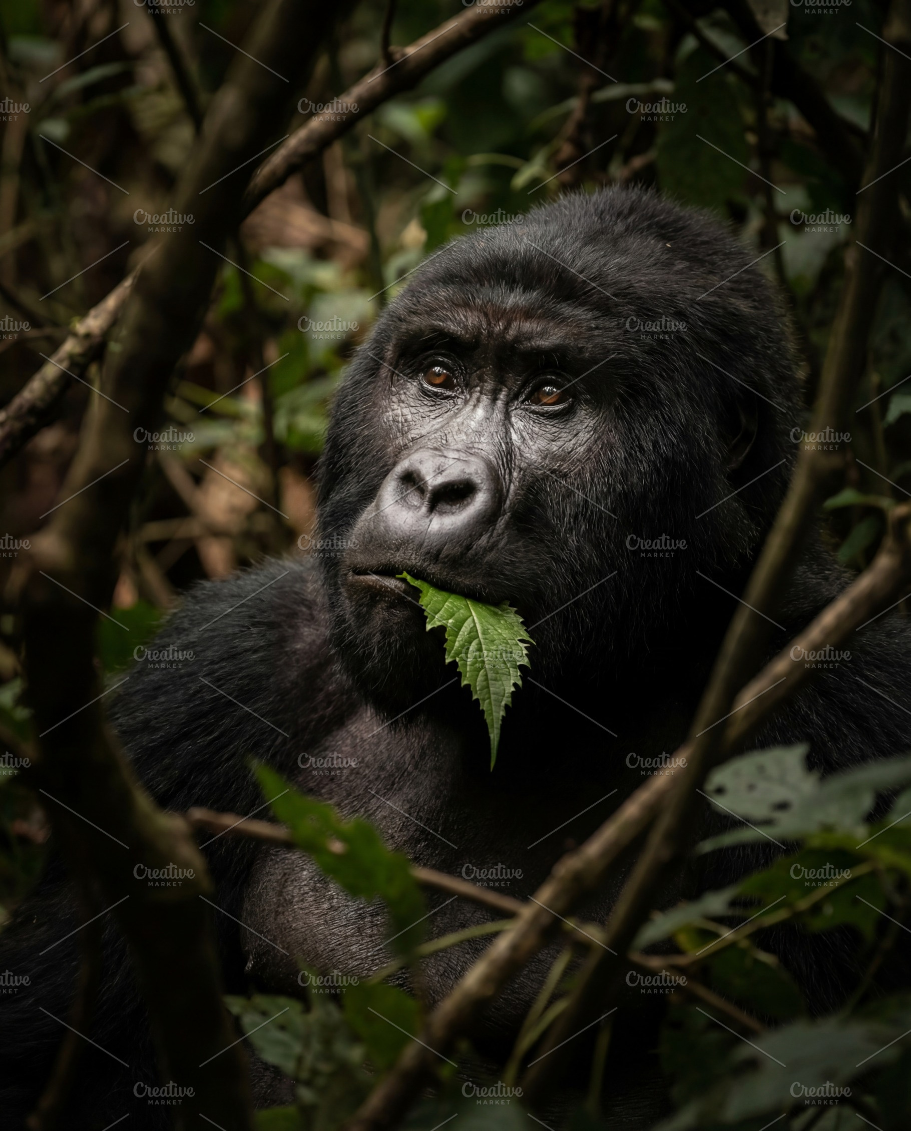 Majestic Mountain Gorilla Portrait, an Animal Photo by Virgo Studio