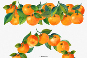 Watercolor Mandarin Fruits Vol. 2, a Food Illustration by Olga Begak Art & Design (Thumbnail 4 of 8)