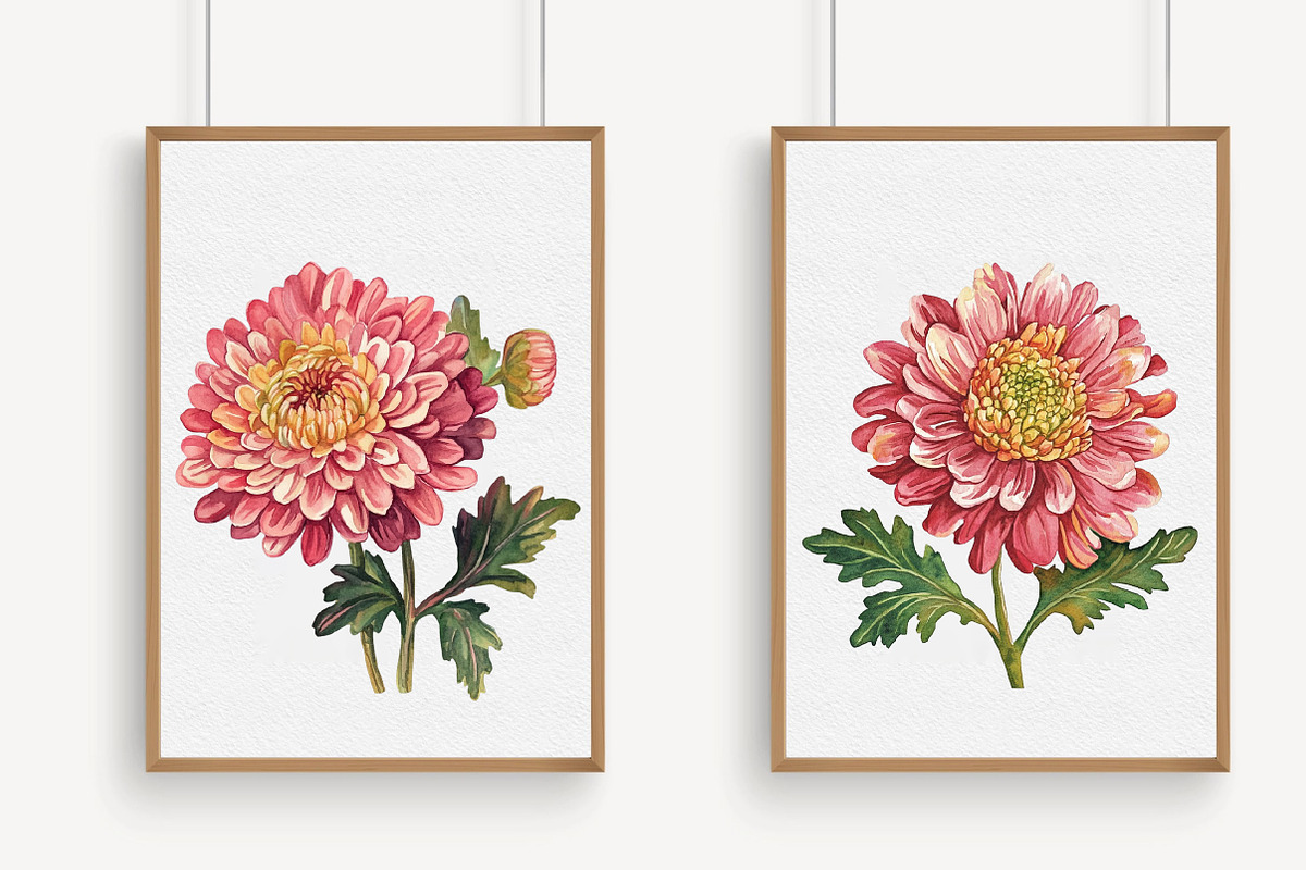 Watercolor chrysanthemum clipart, an Illustration by Libby Wishes (Photo 3 of 5)