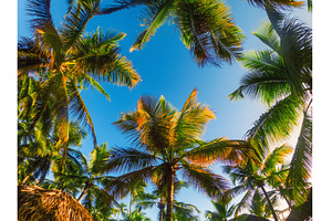 Tropical Background with palm frame, a Nature Photo by Nature and travel