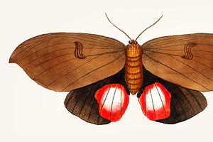 Hand Drawn Of Augusta Moth