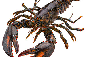 Fresh raw lobster isolated on white