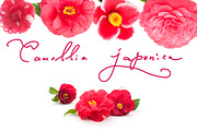 Camellia. Photography set, an Object Graphic by Pullia (Thumbnail 10 of 10)