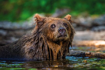 Wild brown bear in the forest river. Animal in natural habitat.