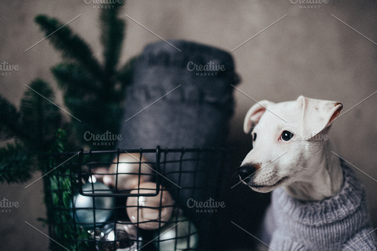 Puppy, a Photo by Trofimova Veronika (Photo 2 of 2)