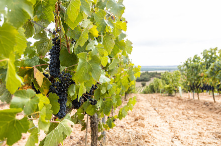 Vineyard at harvest time featuring grape, grapevine, and tasting