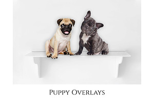 Puppy Overlays, PNG