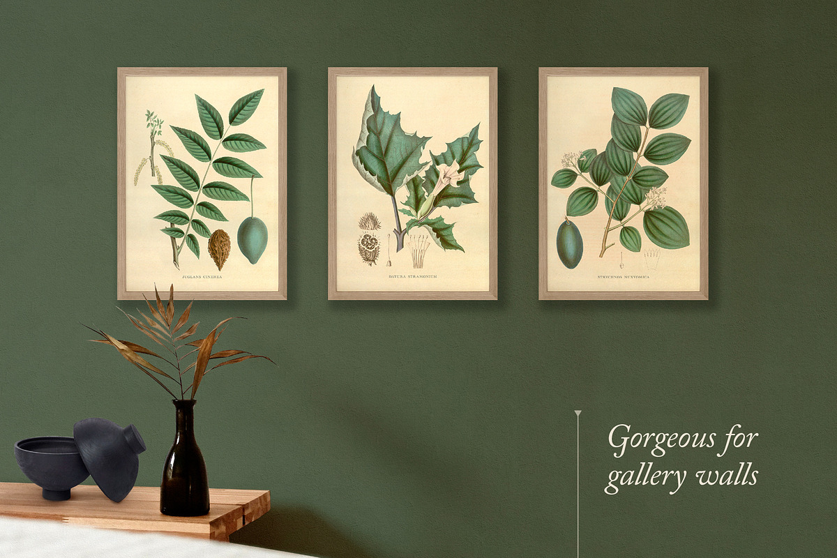 25 Medicinal Botany Prints, a Decorative Illustration by The Object Atlas (Photo 6 of 6)