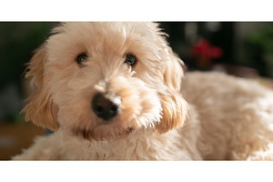 Close Up Portrait of a Cream, an Animal Photo by MadPhotos