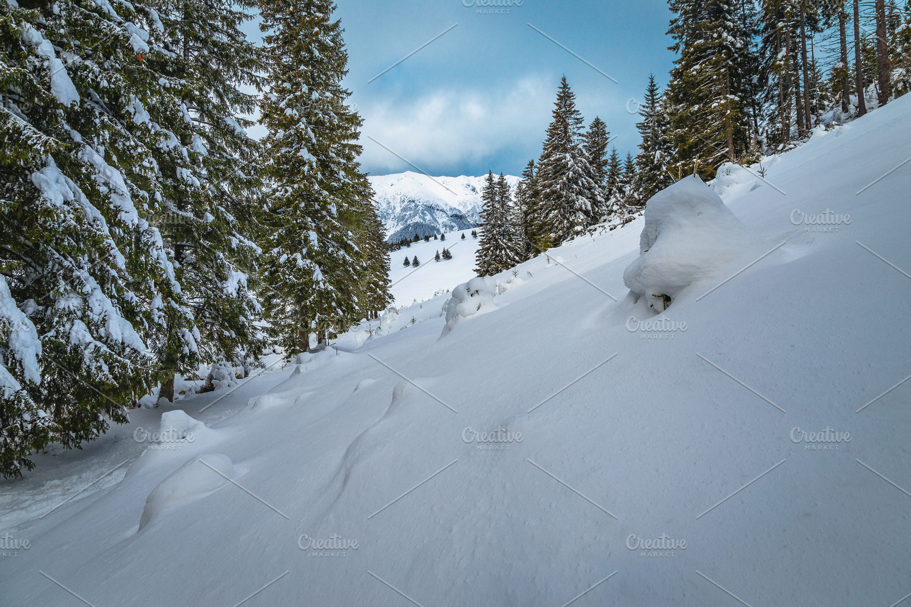 Winter landscape with snowy pines, a Nature Photo by Alpine Dreams