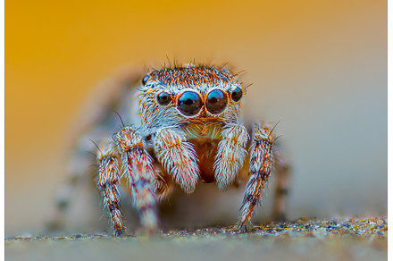 A Close-up picture of a Jumping