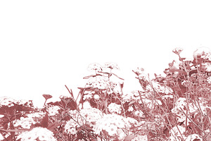 Blank background with botanic red flowers motif bottom border, a Background Photo by DanFLCreativo
