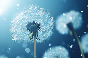 Beautiful spring and summer dandelion flowers, a Nature Photo by AlyaAnd