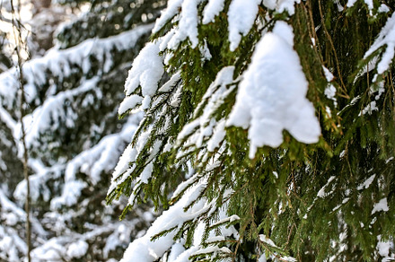 Winter landscape with soft selective focus. Fir in the snowy forest., a Nature Photo by sabyna75