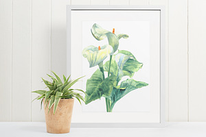 Calla Lily Watercolor