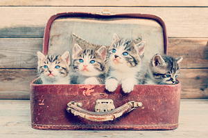 Kittens in retro suitcase