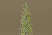 The Siberian Larch Tree, a Plants & Tree 3D Model by FuturePastCreatives (Thumbnail 3 of 4)