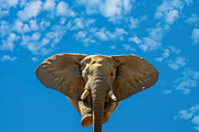 116 Flying animals, an Animal Photo by Handmadefont (Thumbnail 53 of 119)