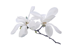 Magnolia flowers. Vector