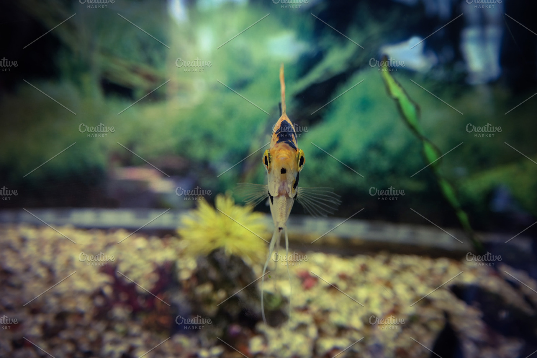 Fish Stock Photograph