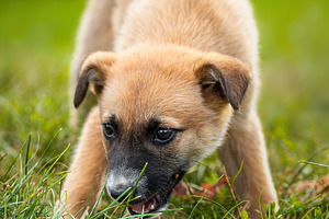 A red colored dog lies in the grass