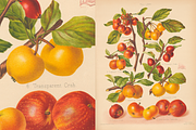 Rare! The Herefordshire Pomona, a Food Illustration by Digital Museum (Thumbnail 6 of 10)
