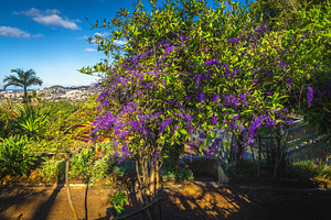 Blooming purple tropical flowers