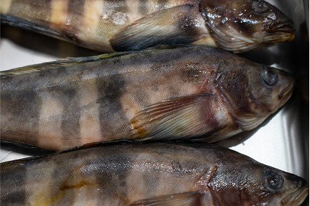 Fresh raw greenling fish, a Food & Drink Photo by Jan Jack Russo Media