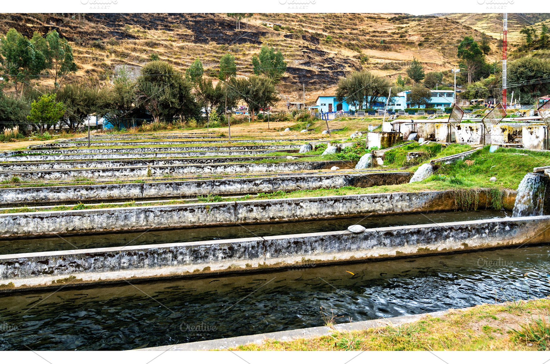 Trout fish farm at Ingenio in Junin, a Nature Photo by Leonid Andronov