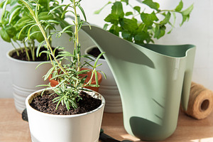 Rosemary, basil and mint plants preparing for indoor gardening, a Food & Drink Photo by Olena Rudo