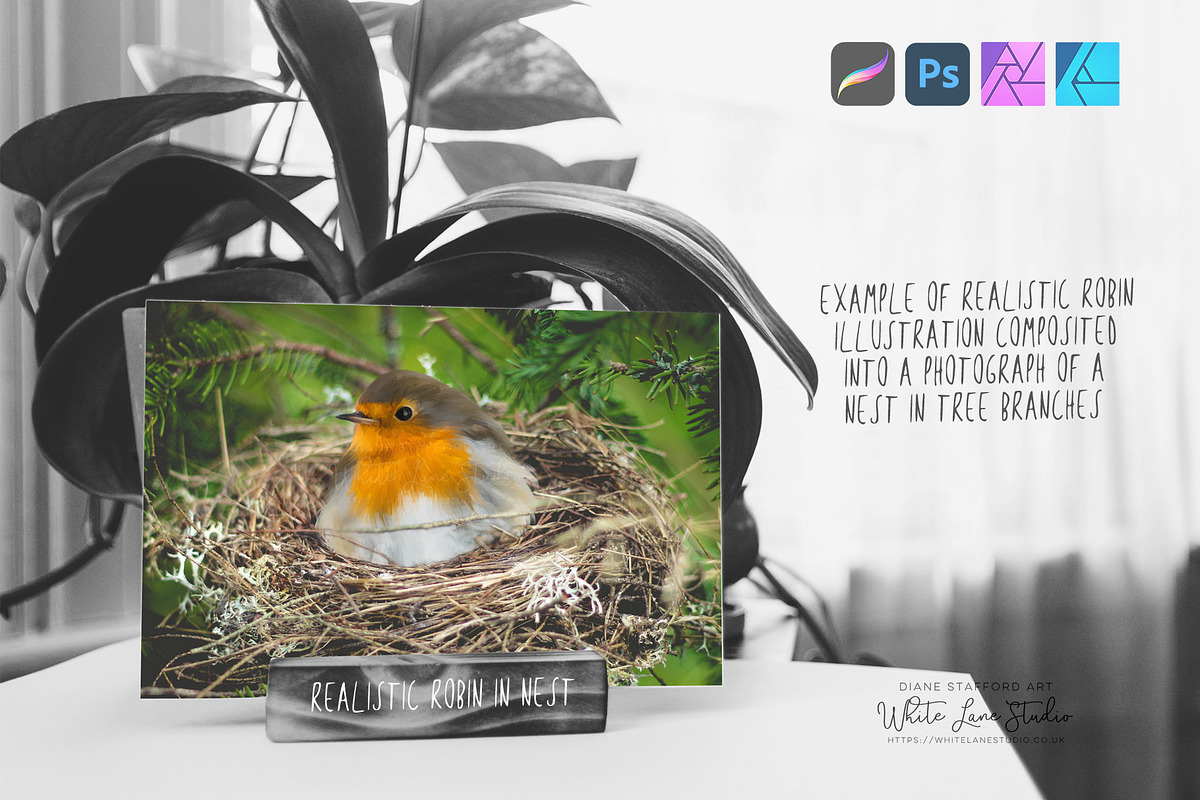Realistic Robins Illustrations Set, an Illustration by White Lane Studio (Photo 4 of 8)