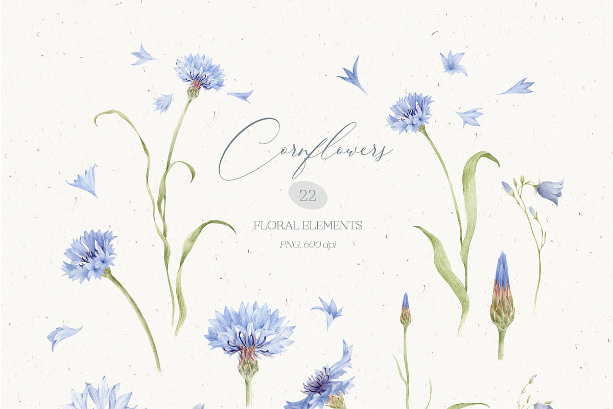 Watercolor Cornflowers, an Illustration by Nastya.Chay (Photo 2 of 10)