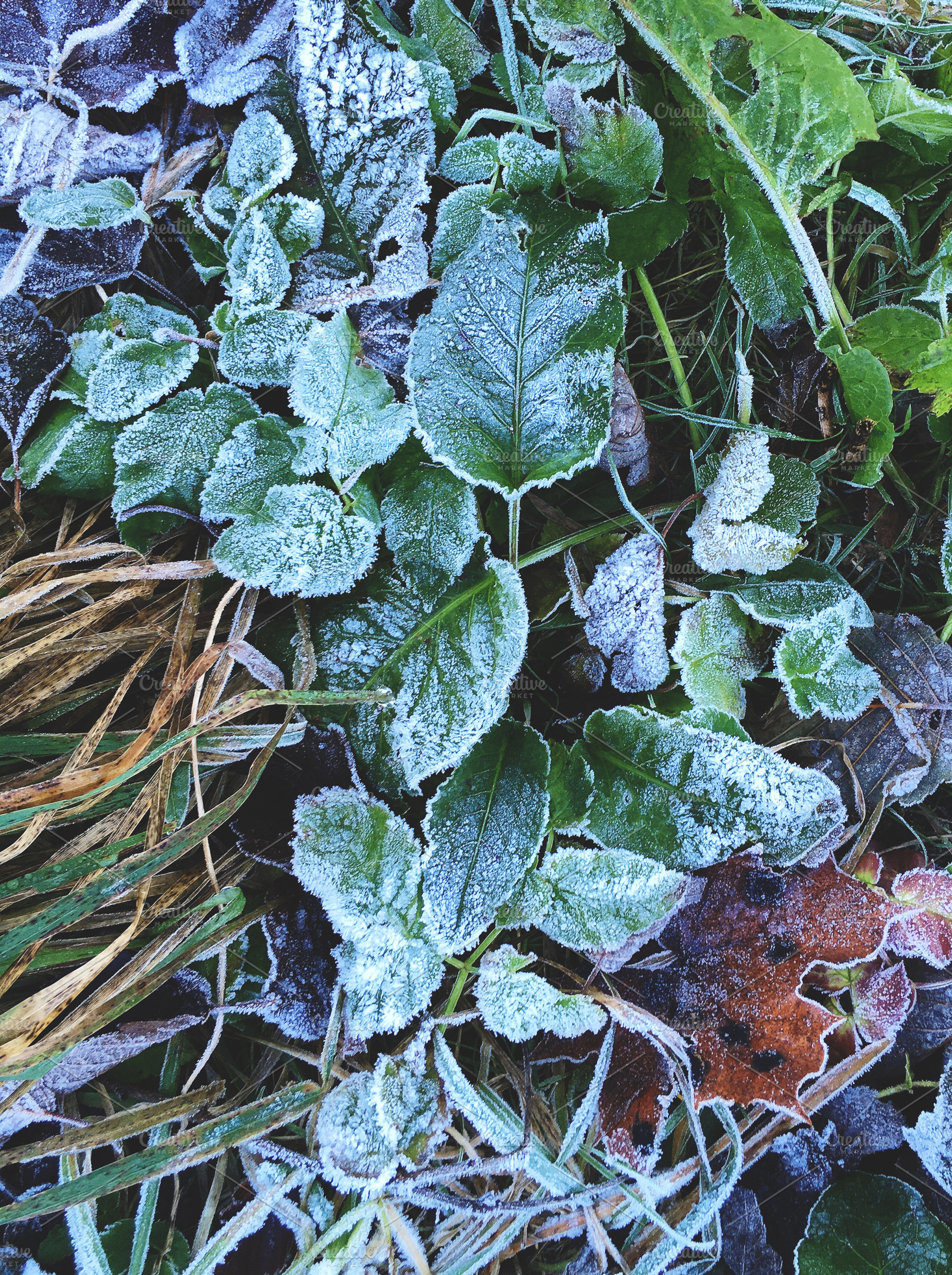 Frozen dry fallen leaves and plants., a Nature Photo by rorygez fresh